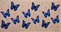 Blue Butterflies 🦋