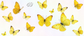 Yellow Butterflies